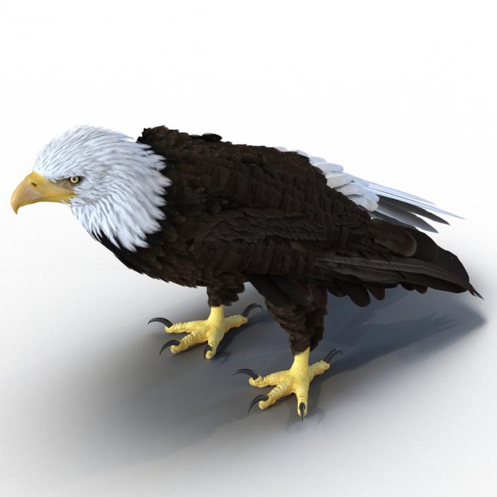 Bald Eagle Standing Pose 3D model