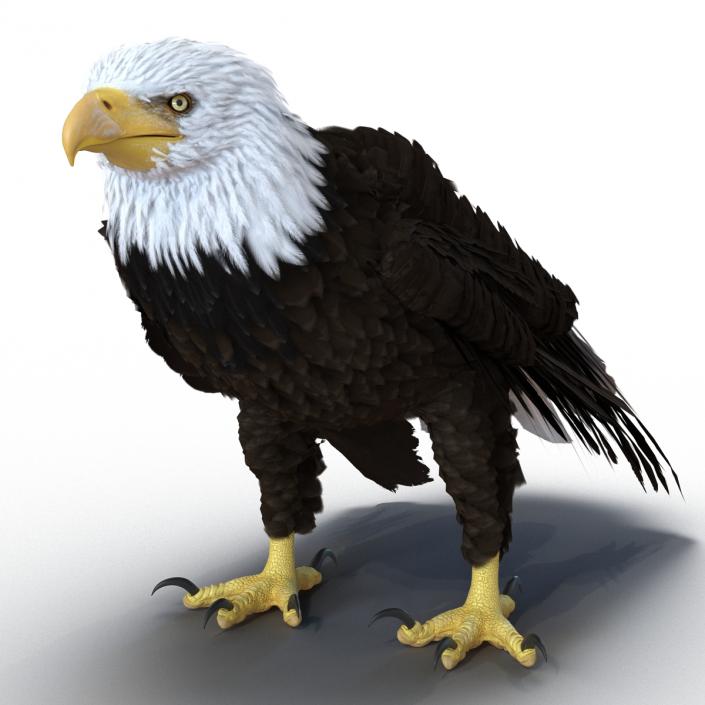 Bald Eagle Standing Pose 3D model