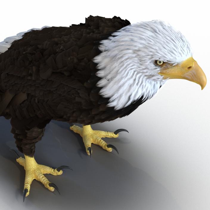 Bald Eagle Standing Pose 3D model