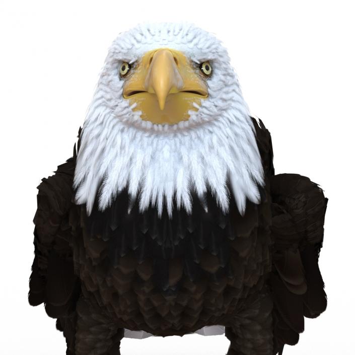 Bald Eagle Standing Pose 3D model