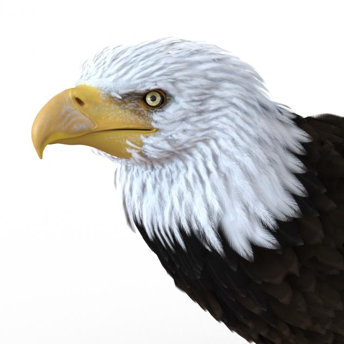 Bald Eagle Standing Pose 3D model