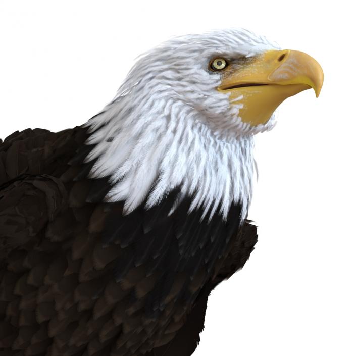 Bald Eagle Standing Pose 3D model