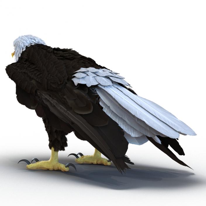 Bald Eagle Standing Pose 3D model