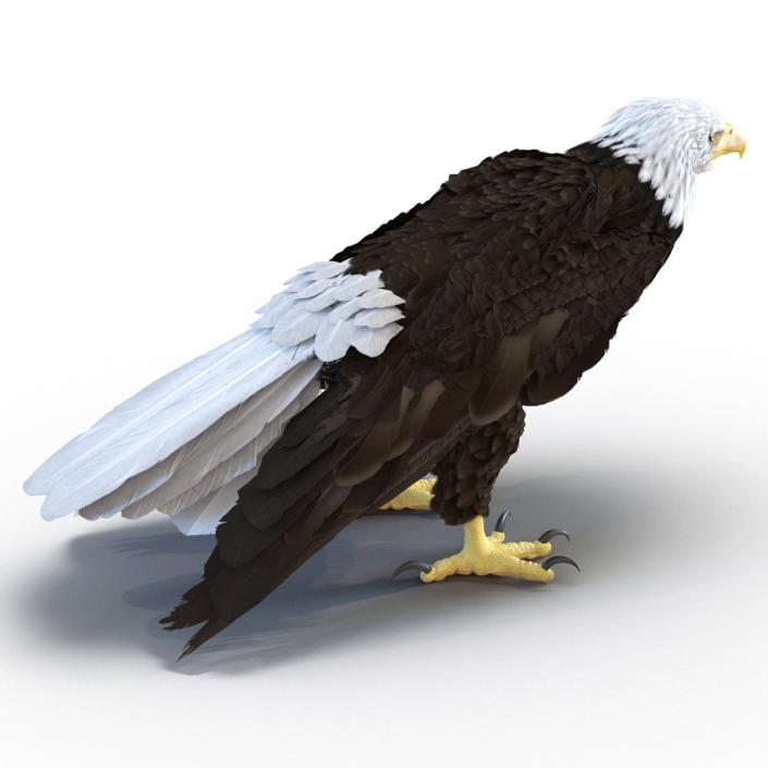 Bald Eagle Standing Pose 3D model