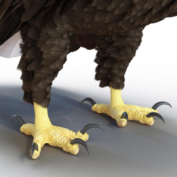 Bald Eagle Standing Pose 3D model