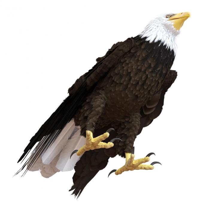 Bald Eagle Standing Pose 3D model