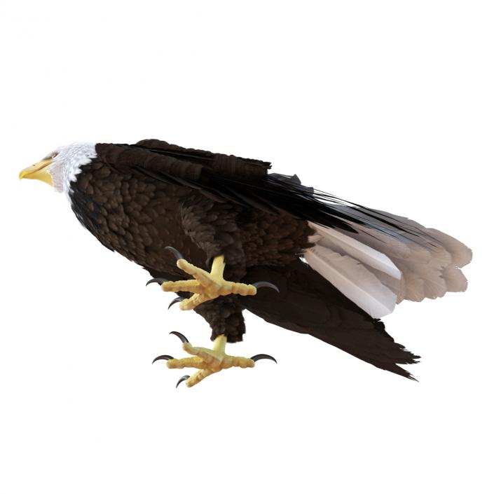 Bald Eagle Standing Pose 3D model