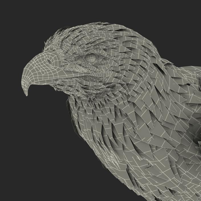 Bald Eagle Standing Pose 3D model