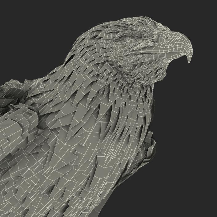 Bald Eagle Standing Pose 3D model