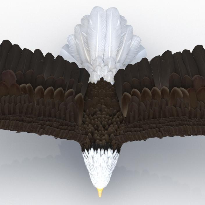 Bald Eagle Pose 4 3D