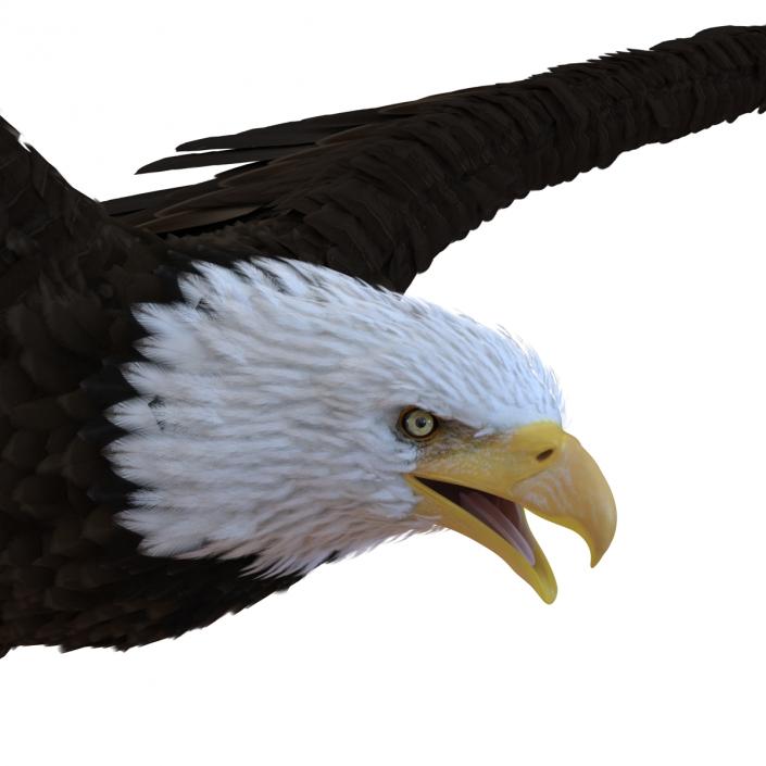 Bald Eagle Pose 4 3D