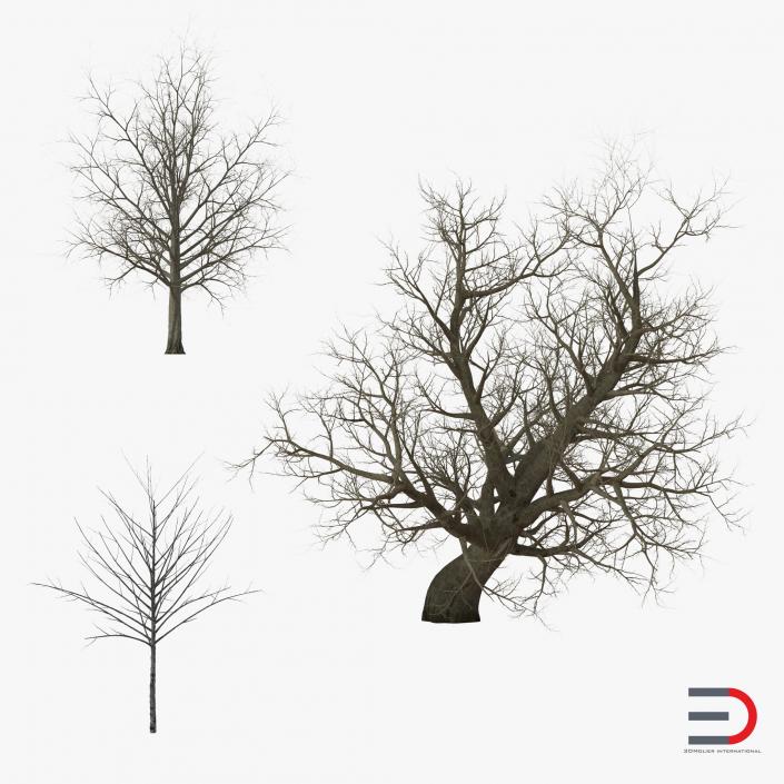 3D Winter Red Maple Trees 3D Models Collection model