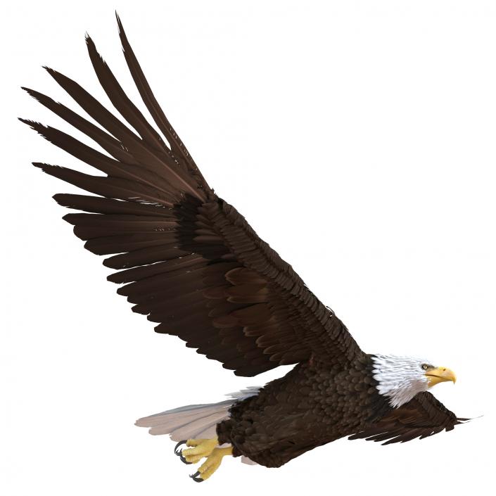 Bald Eagle Pose 3 3D