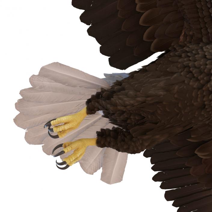 Bald Eagle Pose 3 3D