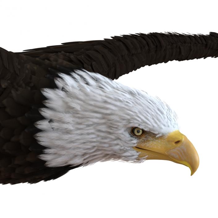 Bald Eagle Pose 3 3D