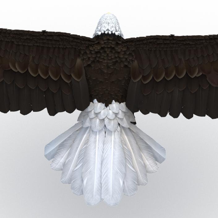 Bald Eagle Pose 3 3D