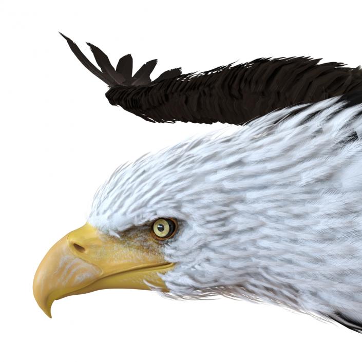 Bald Eagle Pose 3 3D