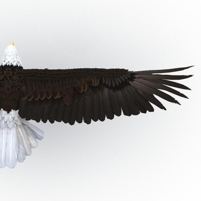 Bald Eagle Pose 3 3D