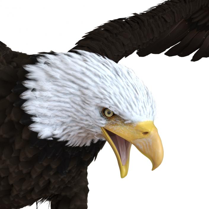 Bald Eagle Pose 2 3D