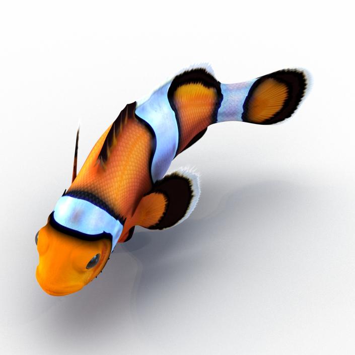 3D Clownfish Swimming Pose model