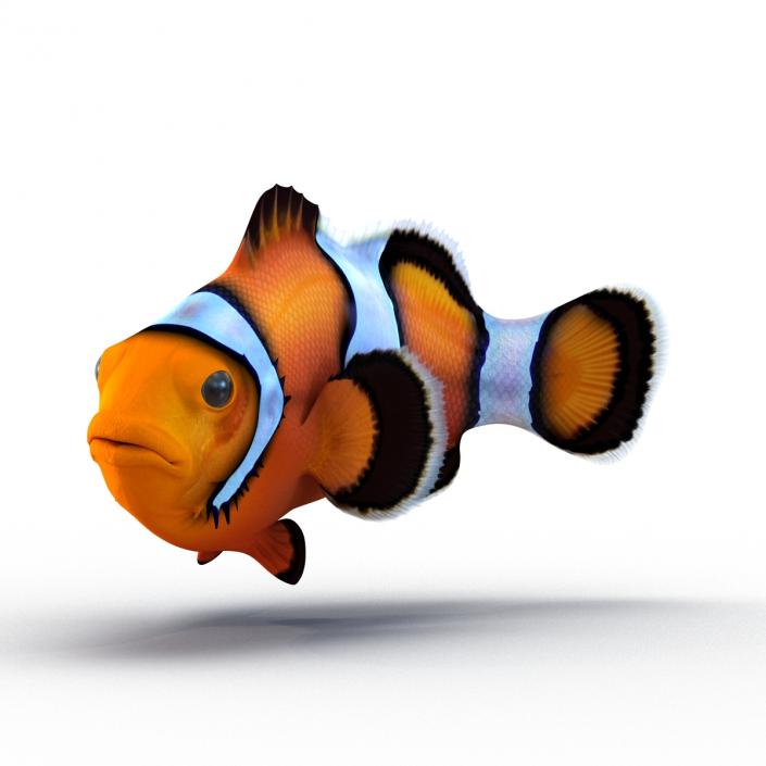 3D Clownfish Swimming Pose model