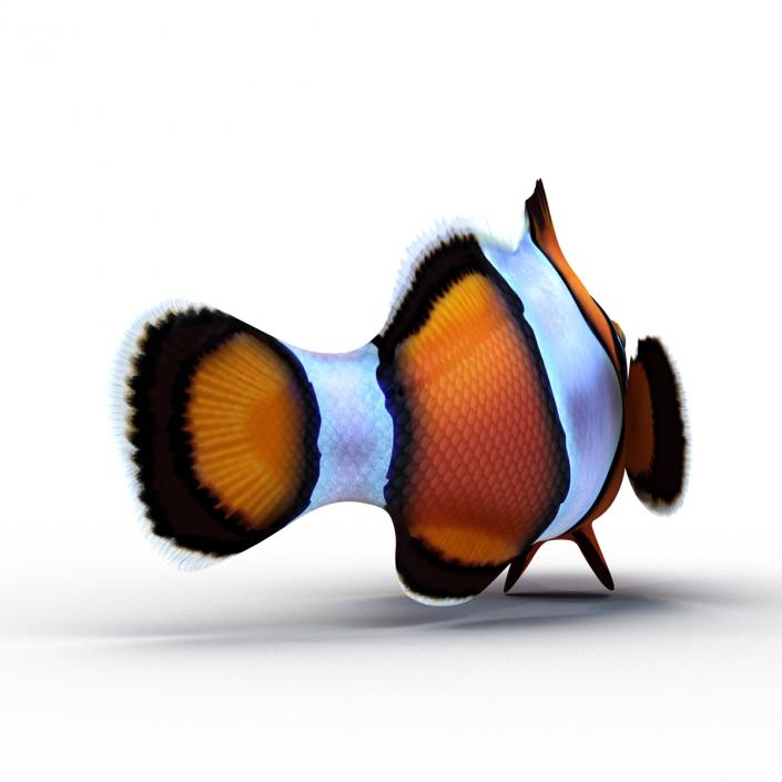 3D Clownfish Swimming Pose model