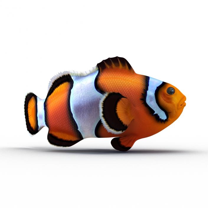 3D Clownfish Swimming Pose model