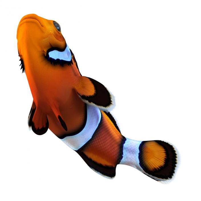 3D Clownfish Swimming Pose model