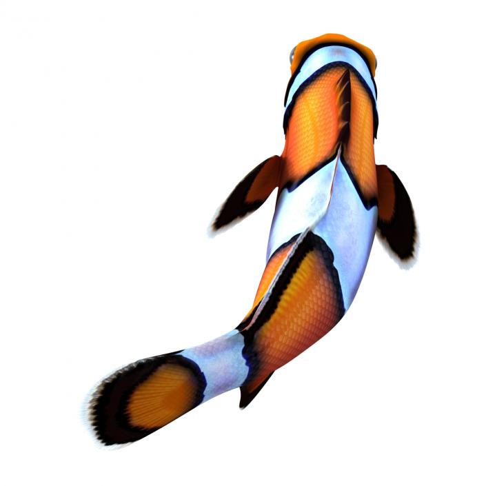 3D Clownfish Swimming Pose model