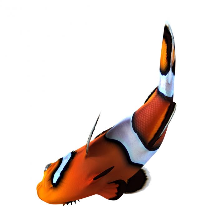 3D Clownfish Swimming Pose model