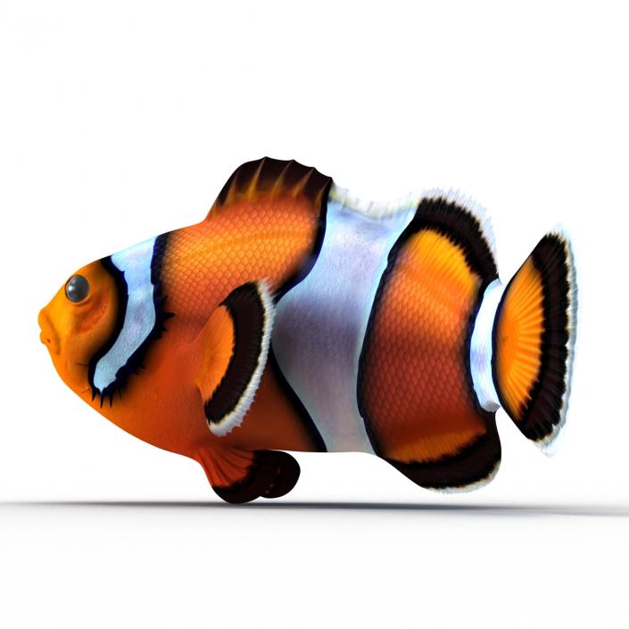 3D Clownfish Swimming Pose model