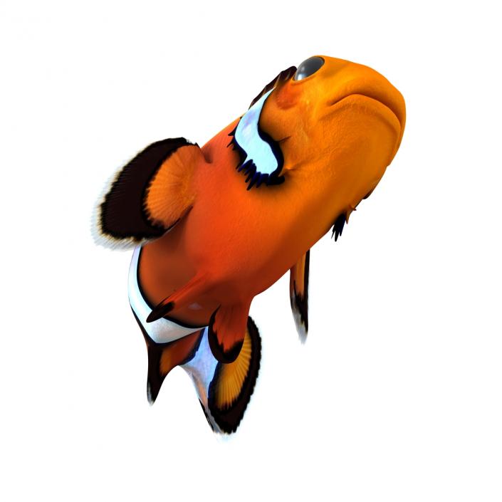 3D Clownfish Swimming Pose model