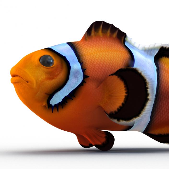 3D Clownfish Swimming Pose model