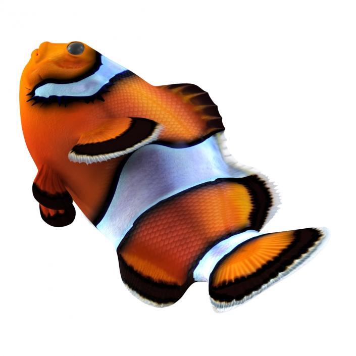 3D Clownfish Swimming Pose model