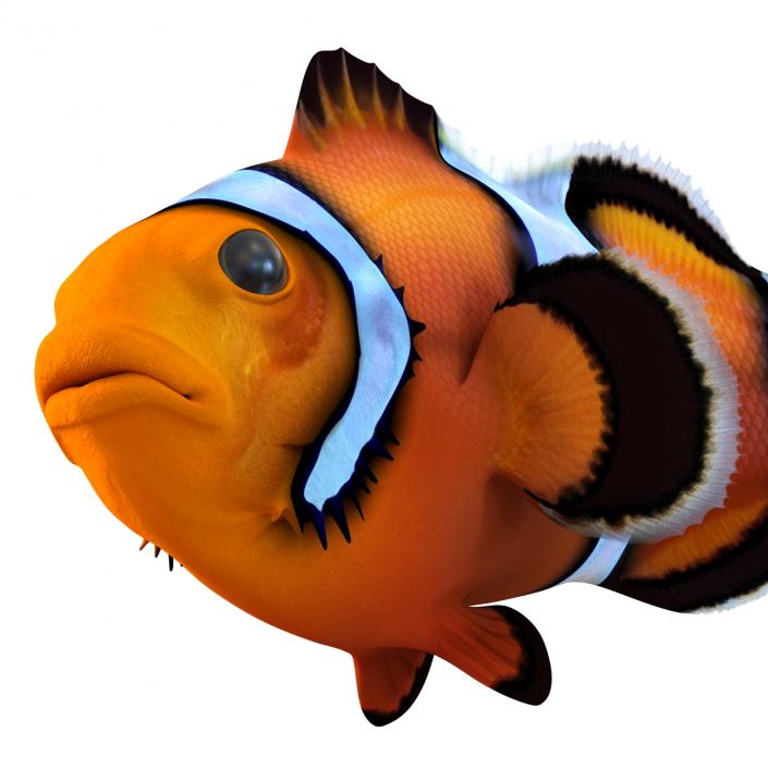 3D Clownfish Swimming Pose model