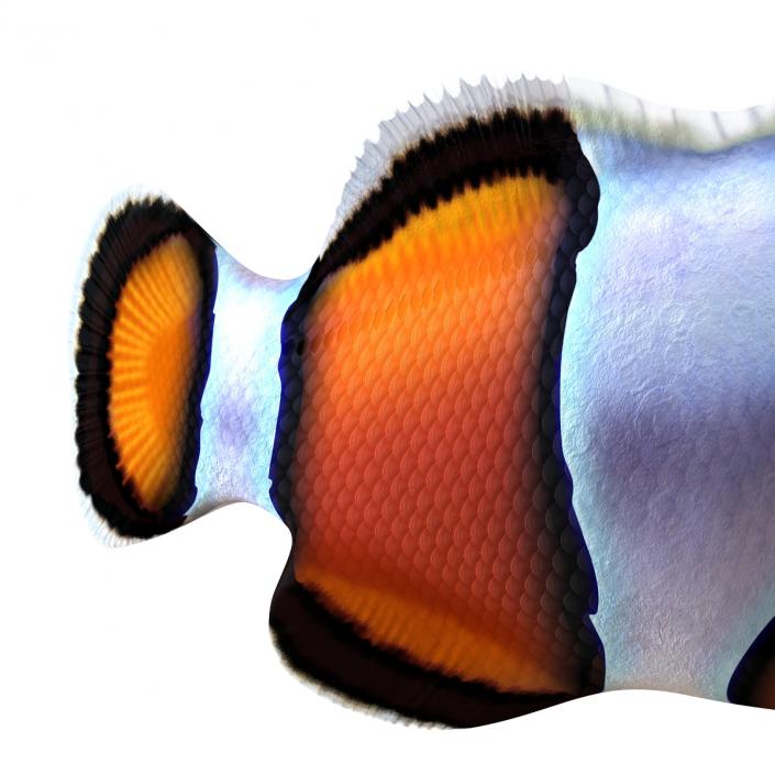 3D Clownfish Swimming Pose model