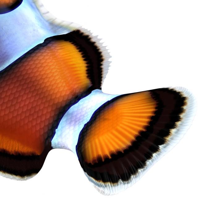 3D Clownfish Swimming Pose model