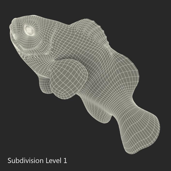 3D Clownfish Swimming Pose model