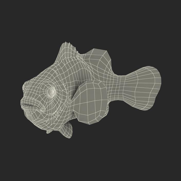 3D Clownfish Swimming Pose model