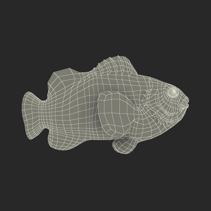 3D Clownfish Swimming Pose model