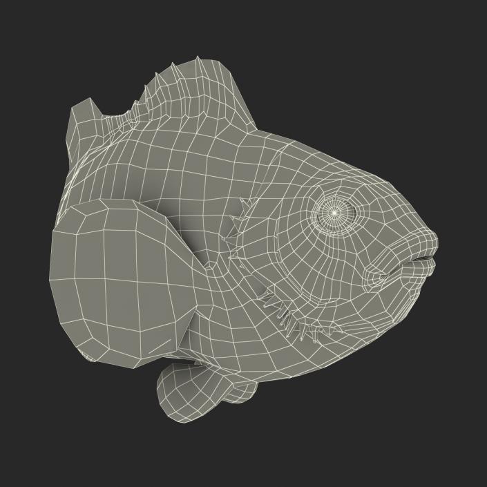 3D Clownfish Swimming Pose model