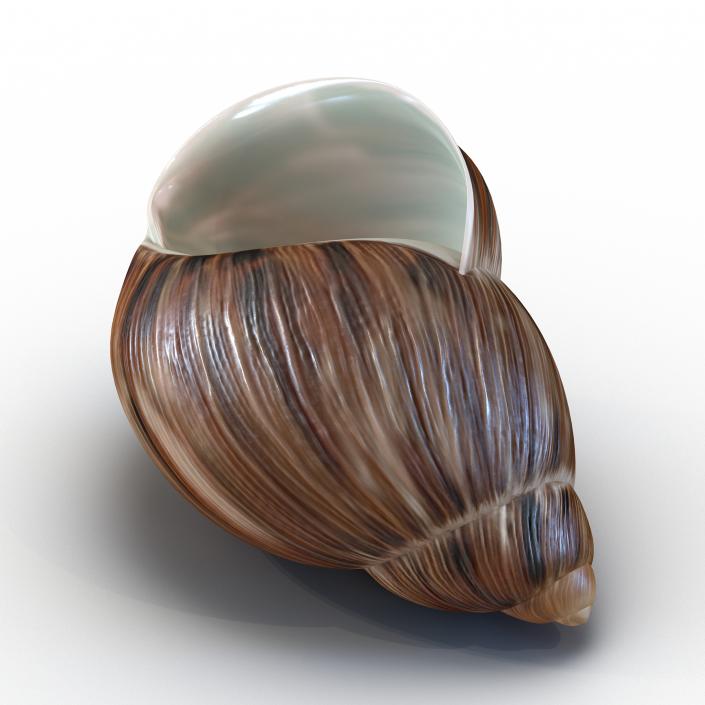 3D model Marginata Shell