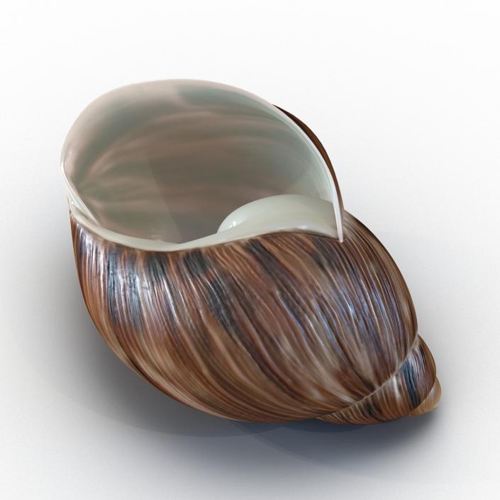 3D model Marginata Shell