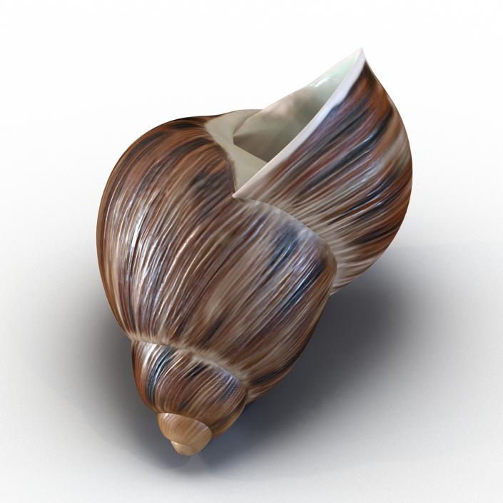 3D model Marginata Shell