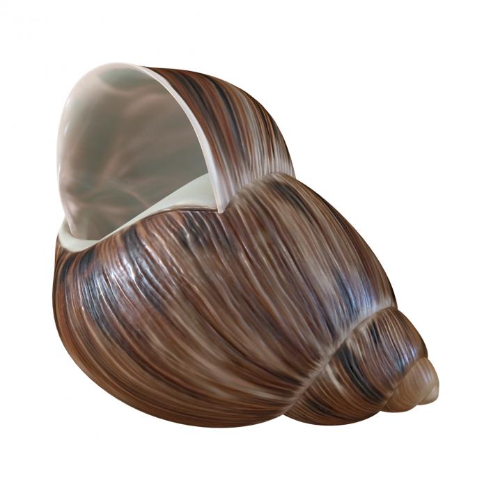 3D model Marginata Shell