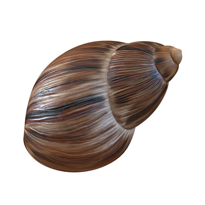 3D model Marginata Shell