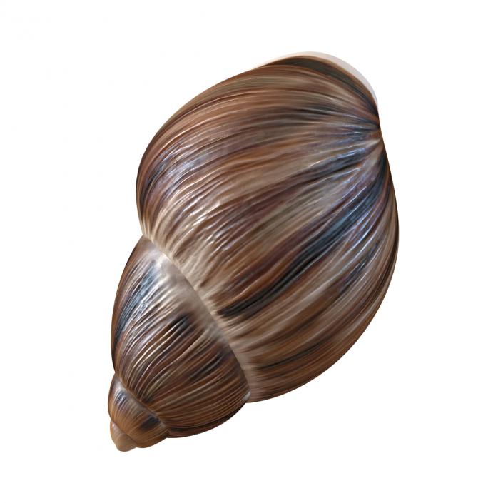 3D model Marginata Shell