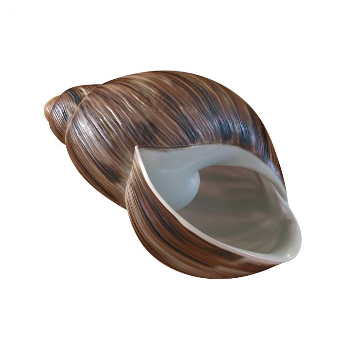 3D model Marginata Shell