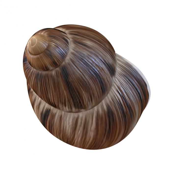 3D model Marginata Shell