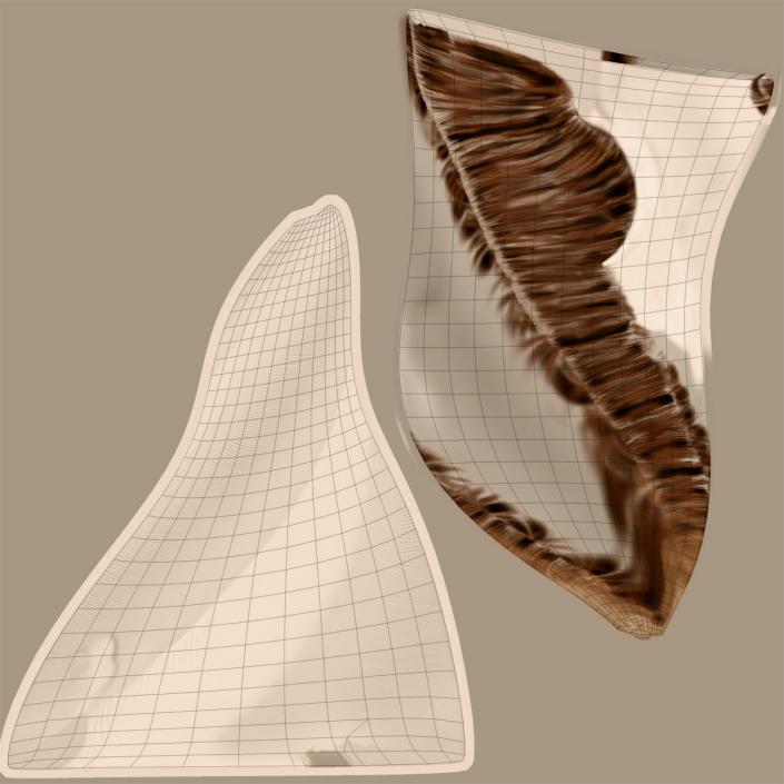 3D model Marginata Shell